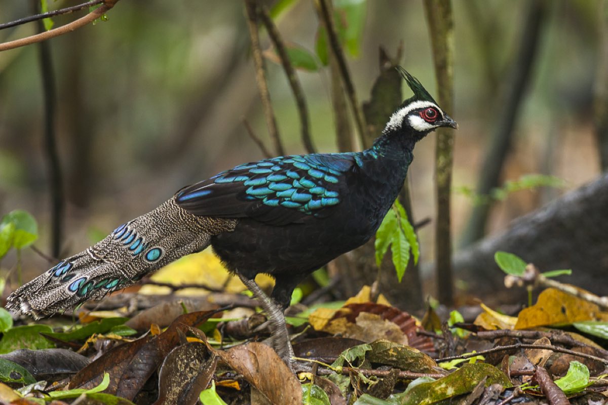 A Palawan peacock-pheasant, the city symbol and a resident of the garden