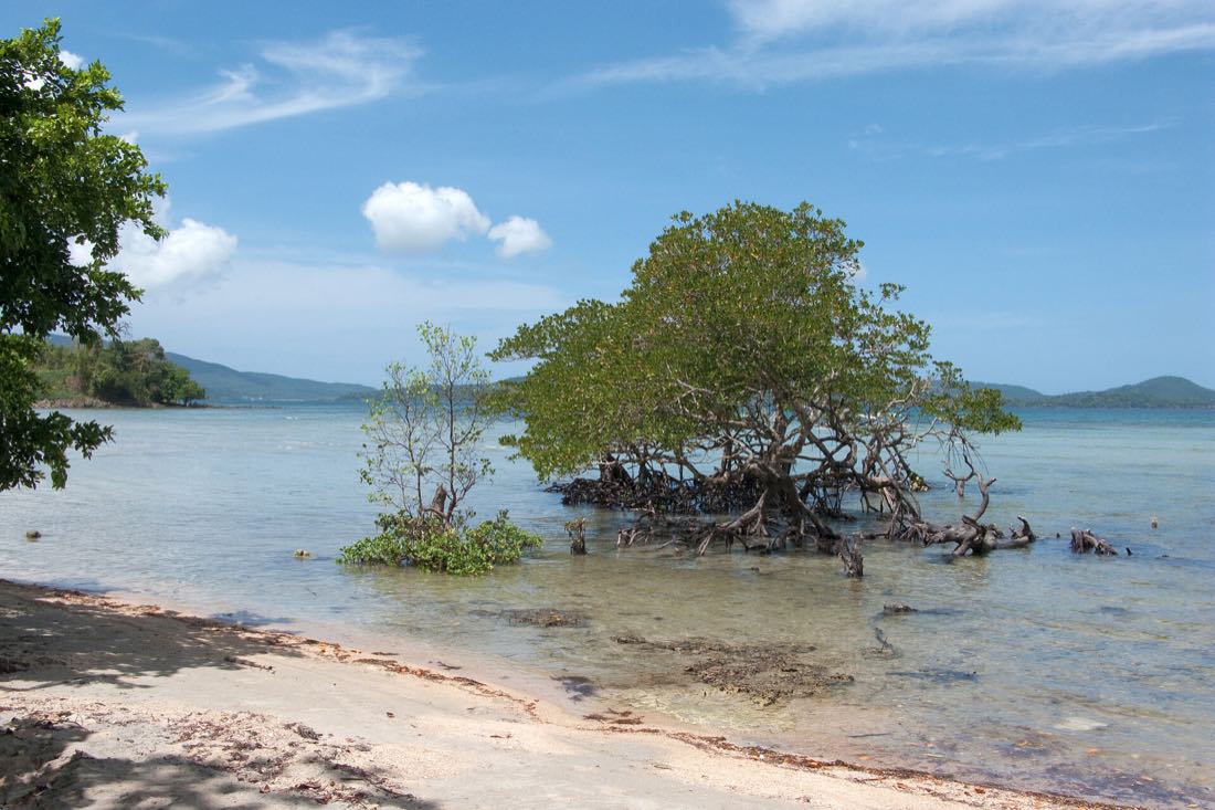 Mangrove trees on Palawan